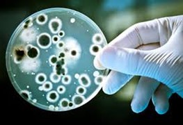 Bactericida